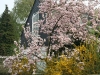 20090413_Garten017.jpg