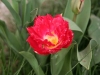 20090413_Garten026.jpg