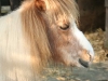 20090413_Gamersbachermuehle022.jpg