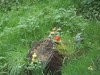 20090413_Gamersbachermuehle031.jpg