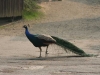 20090413_Gamersbachermuehle047.jpg